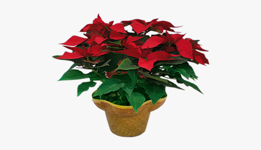 Poinsettia, HD Png Download