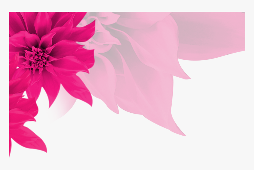 Fundo Rosa Com Flores Png - Flores Plano De Fundo Png, Transparent Png