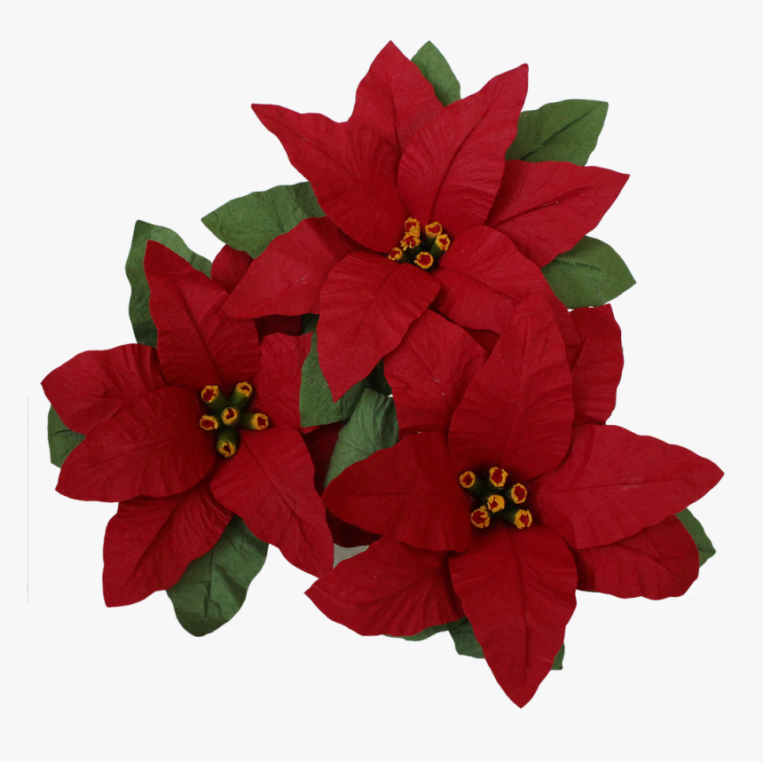 Poinsettia, HD Png Download