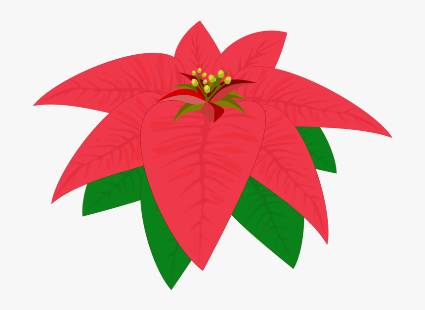 Plant,flower,leaf - Noche Buena Png, Transparent Png