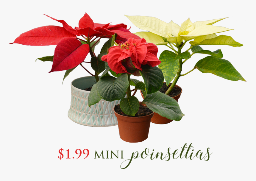 Flowerpot, HD Png Download