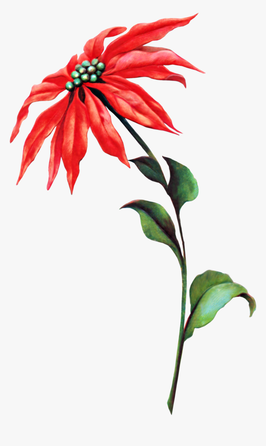 Vintage Poinsettia Graphic - Clip Art, HD Png Download