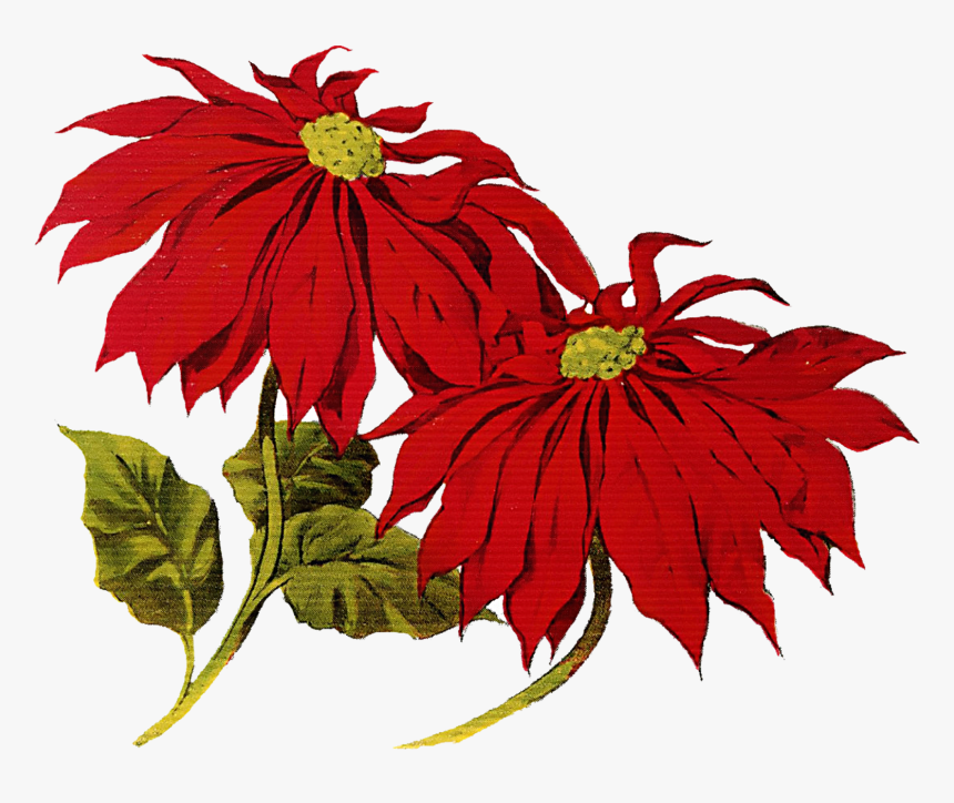Poinsettia Clipart Merry Christmas - Christmas Vintage Clip Art, HD Png Download