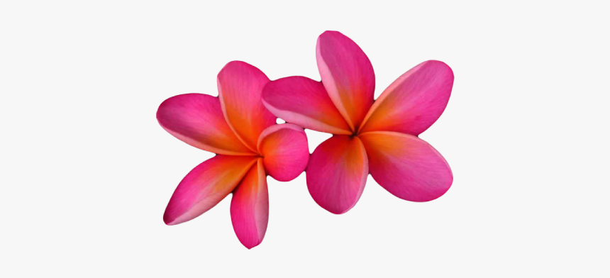 Pink And Orange Flowers, HD Png Download