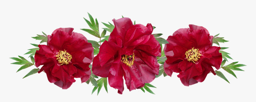 Flowers, Red, Peony, Arrangement, Garden, Nature - Imagen De Flores Rojo, HD Png Download