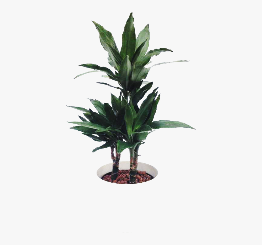 Ornamental Plant Png, Transparent Png