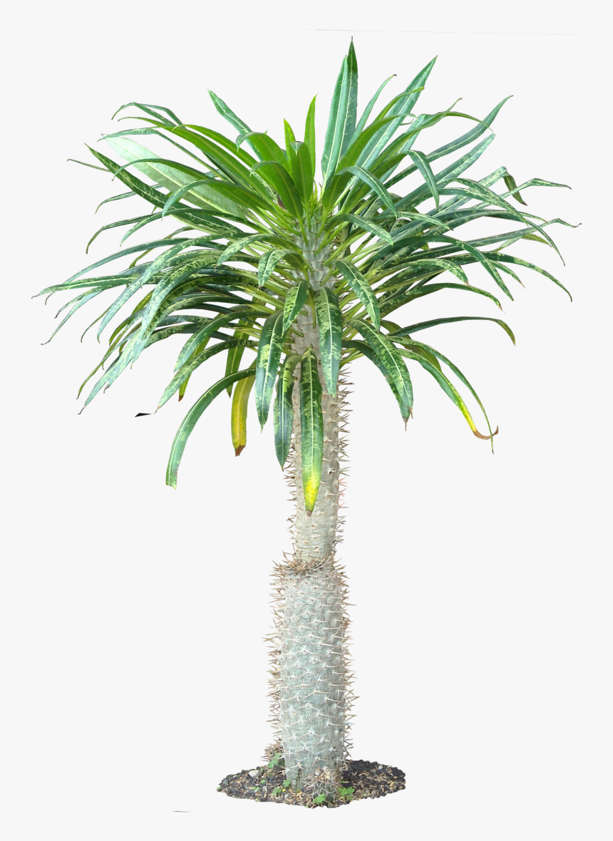 Tropical Plants Png - Houseplant, Transparent Png