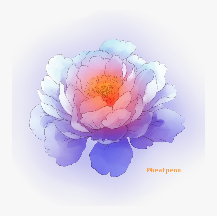 Common Peony , Png Download - Common Peony, Transparent Png