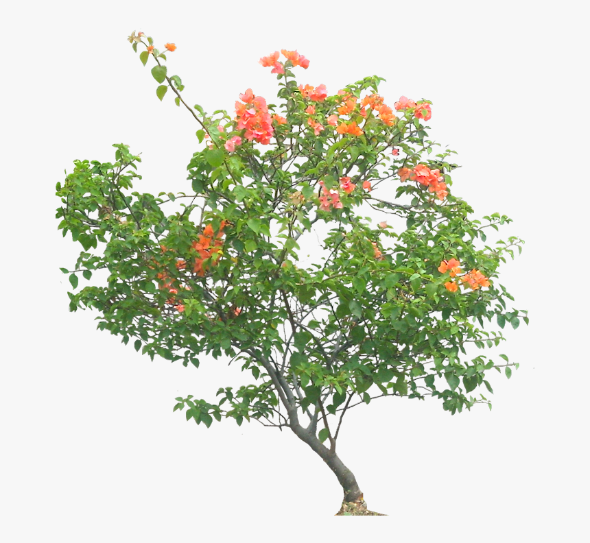Bauhinia Bushes Transparent Background, HD Png Download