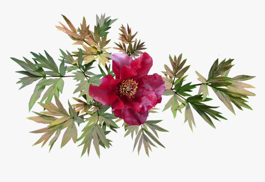 Peony Red Flower Free Picture - Horse And Flowers Png, Transparent Png