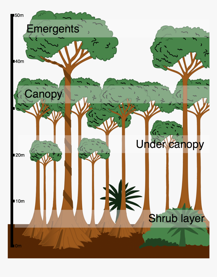Tropical Rainforest Cross Section, HD Png Download