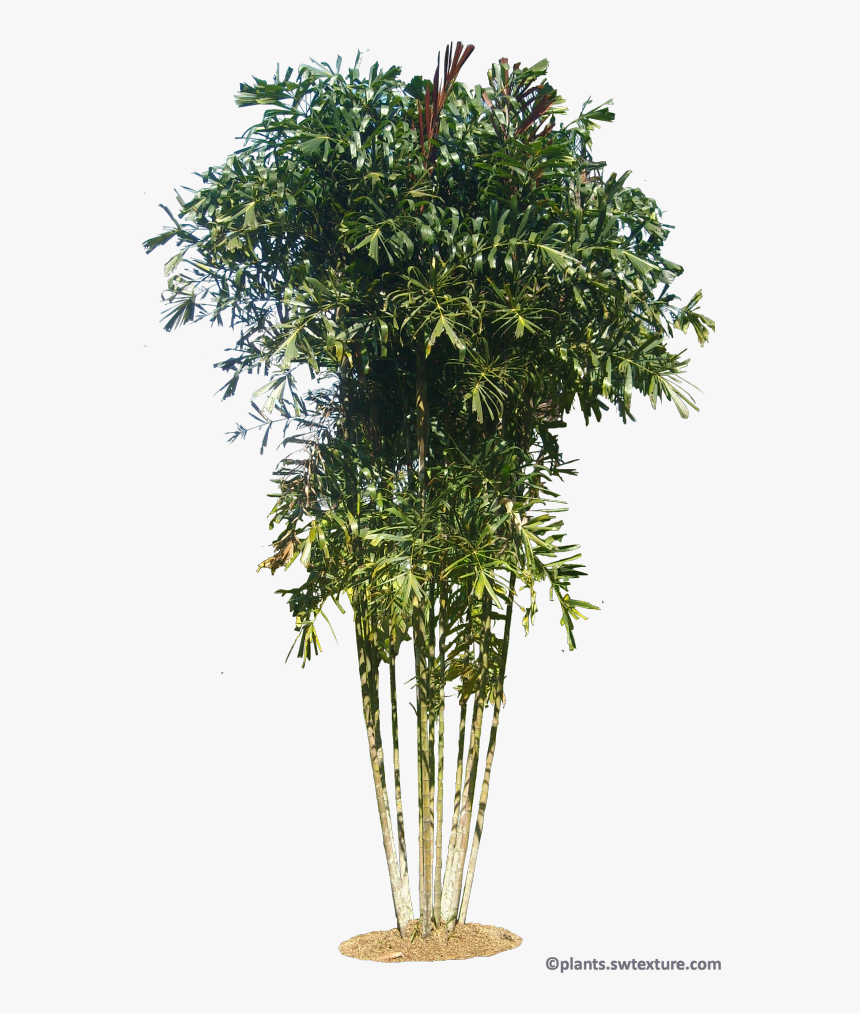 Arbol Alistonia, HD Png Download