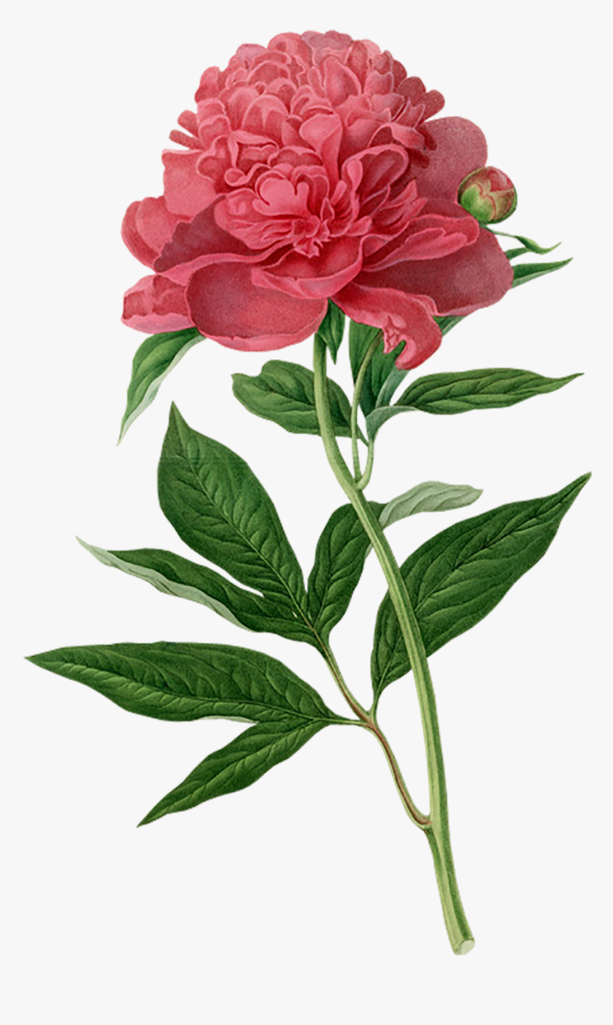 Botanical Drawing Peony - Botanical Flower Illustration Peony, HD Png Download