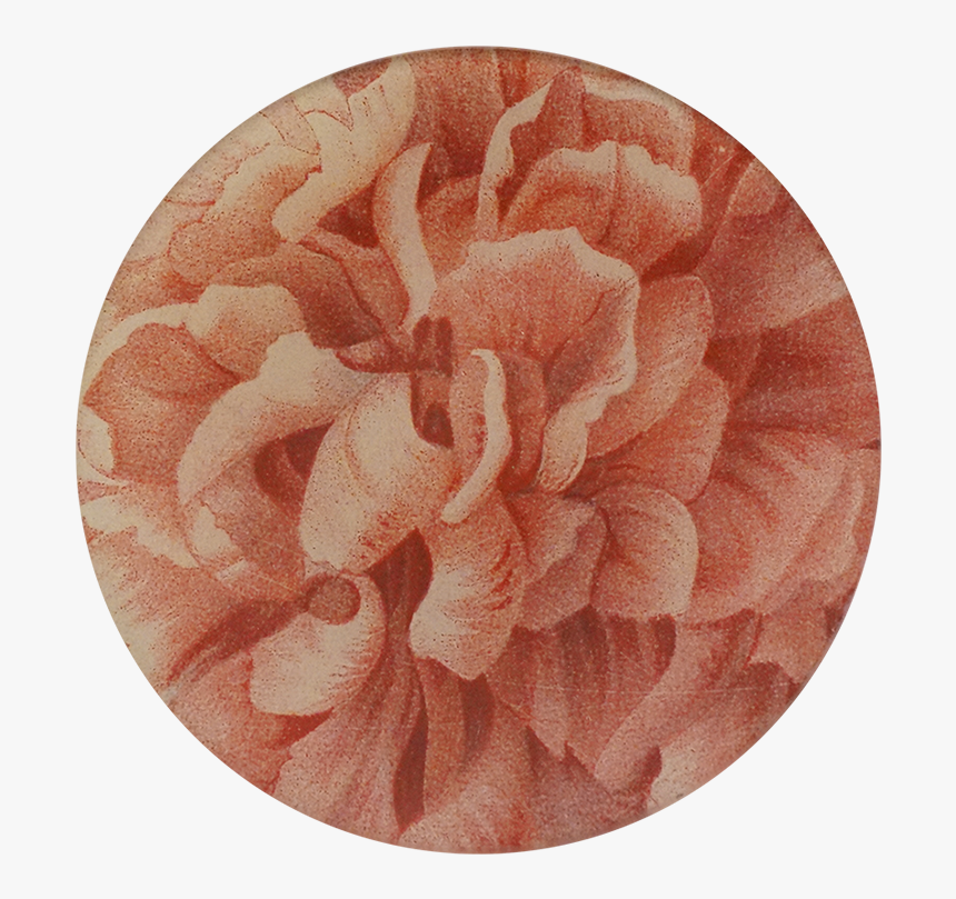 Persian Buttercup, HD Png Download