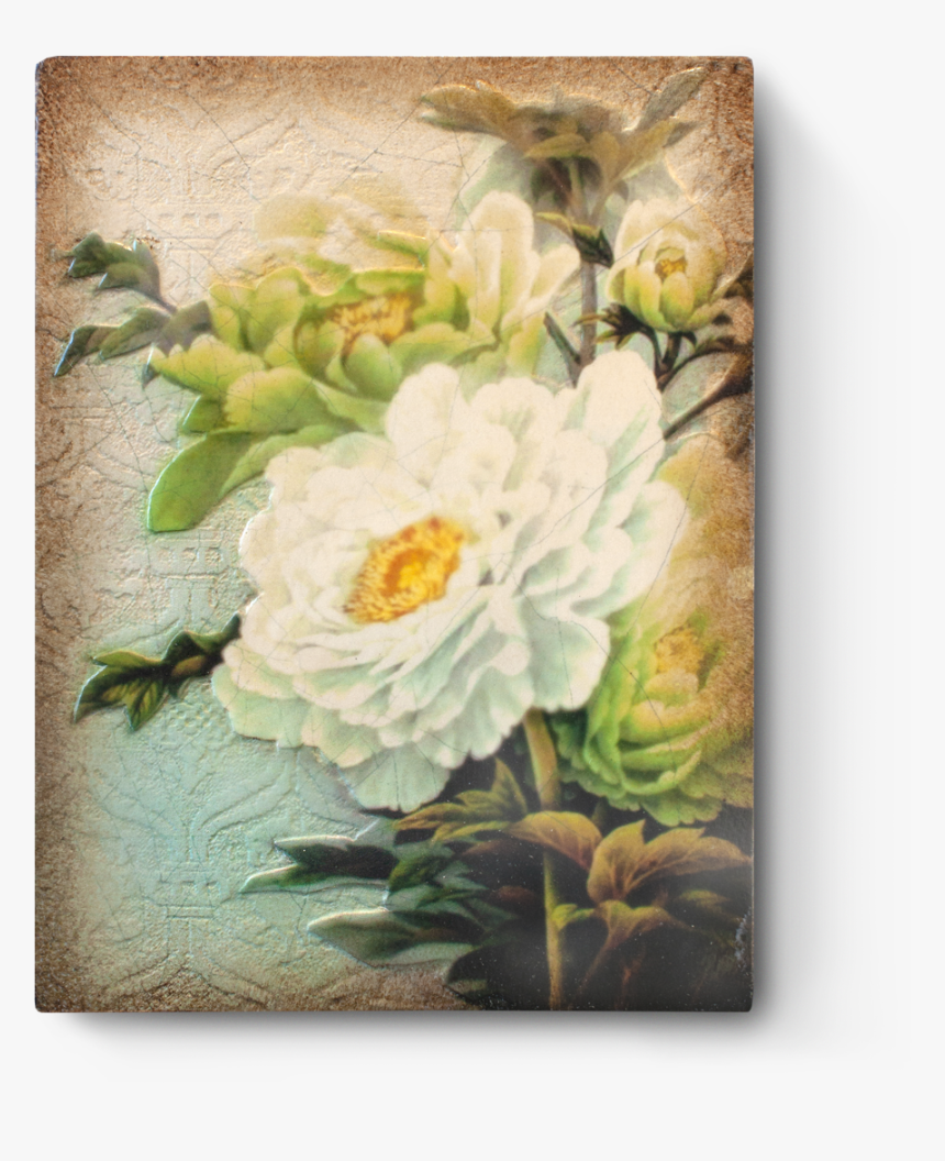 Zinnia, HD Png Download