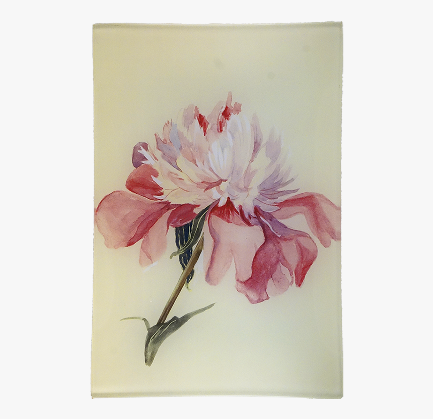 Chrysanths, HD Png Download