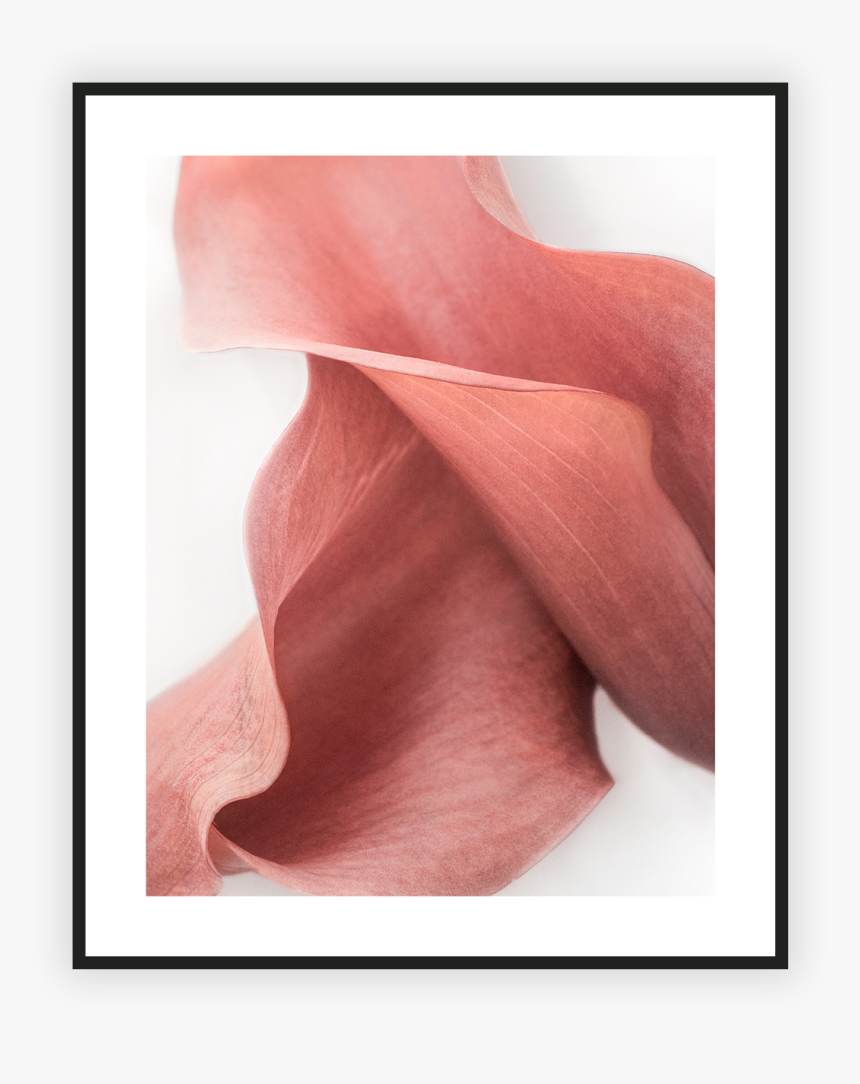 Still Life, HD Png Download