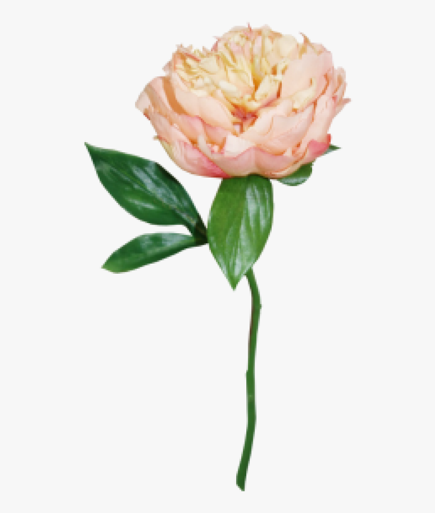 Peach Peony Png, Transparent Png