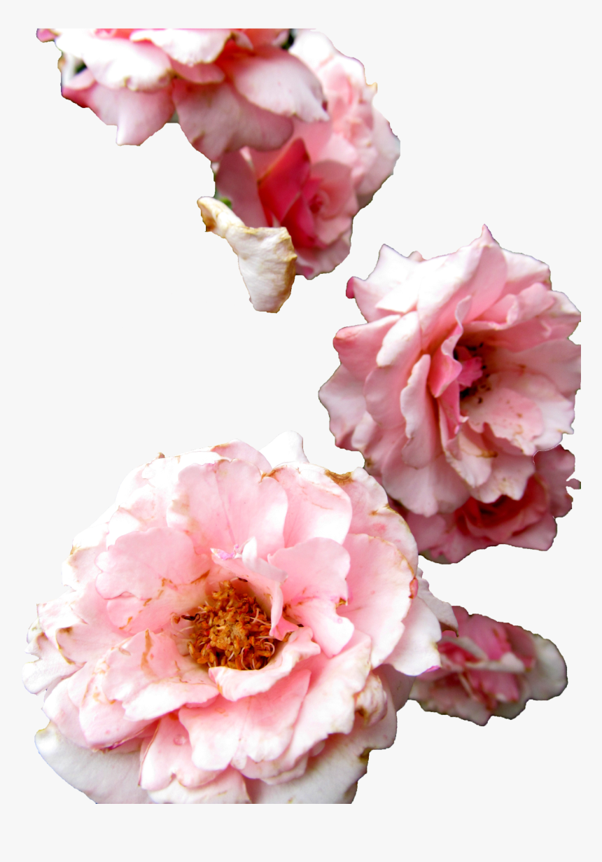 Transparent Flowers Roses Transparent Flowers Png Rose - Red Peony On Transparent Background, Png Download