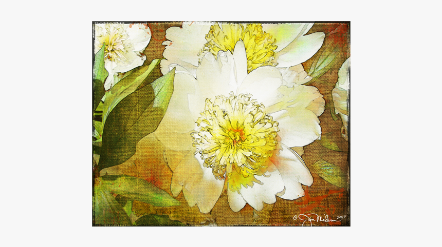 Evergreen Rose, HD Png Download