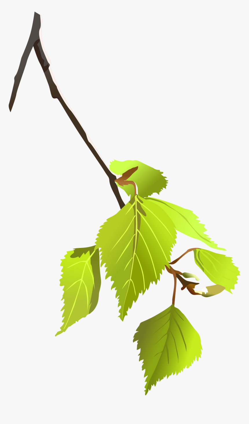 Birch Leafs - Small Tree Branch Png, Transparent Png