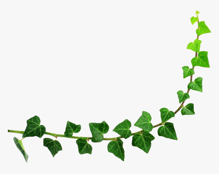 Decorative Leaf Png Background Image - Half Circle Border Png, Transparent Png