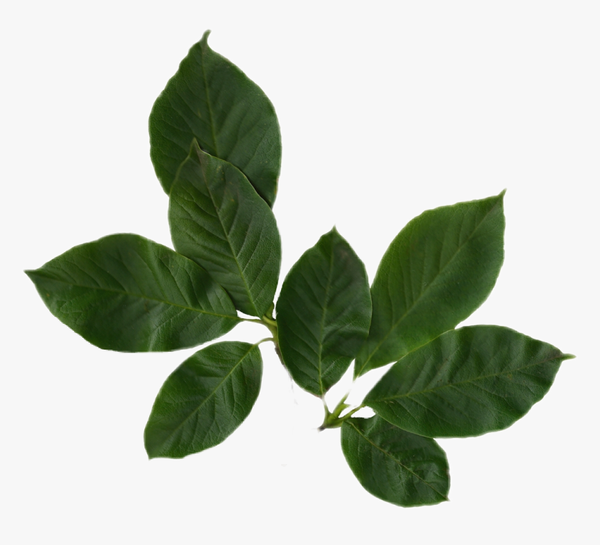 Leafs Leaf Nature Sticker Png Niche Nichememe Moodboard - Magnolia Leaves Png, Transparent Png