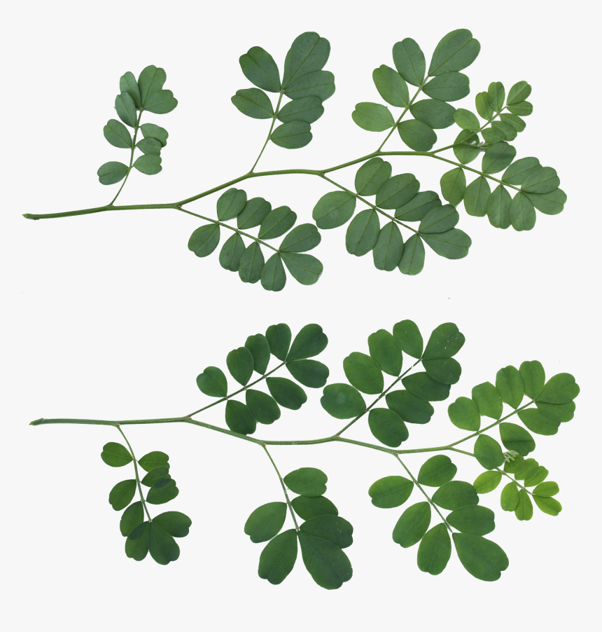 Leafs Png Texture , Png Download - Shrub Leaf Texture, Transparent Png
