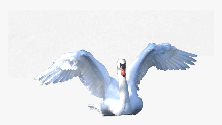 Swan Swimming Png Image - Tundra Swan, Transparent Png