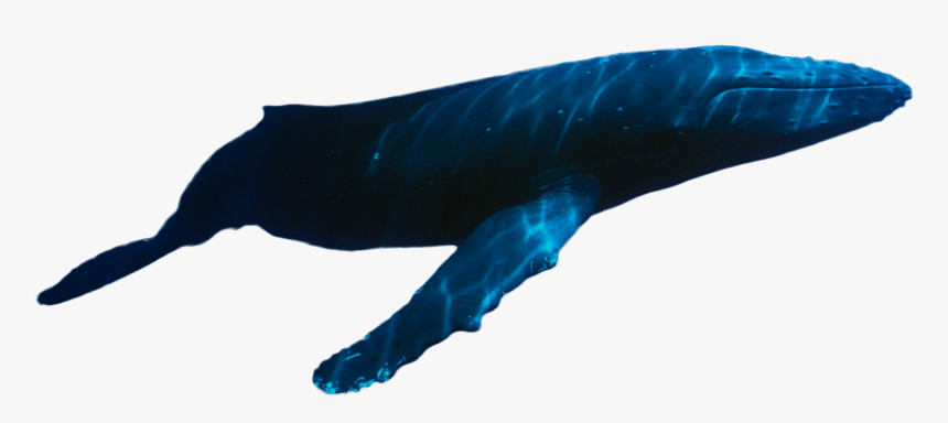 A Guide To Swimming With Whale Sharks In Mexico - Whale Swimming Png, Transparent Png