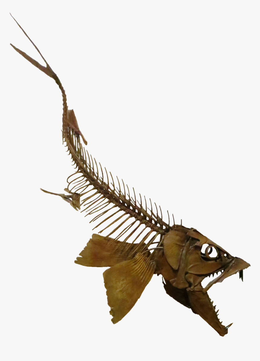 Enchodus Swimming Down - Enchodus Lybicus, HD Png Download