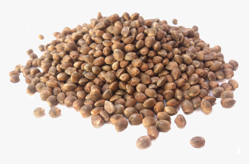 Seeds, HD Png Download
