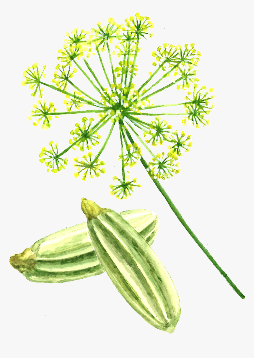 Fennel Seed, HD Png Download