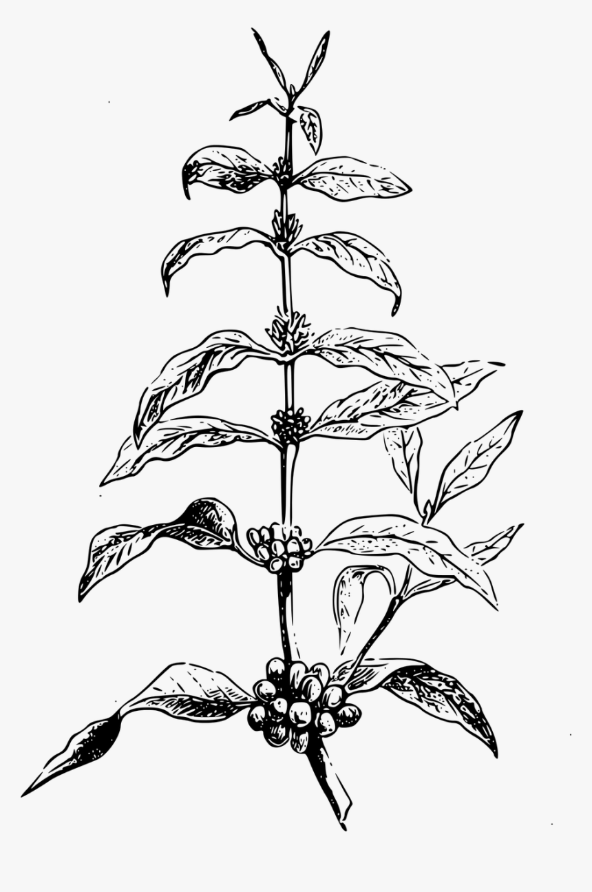Coffee Beans Illustration Png, Transparent Png