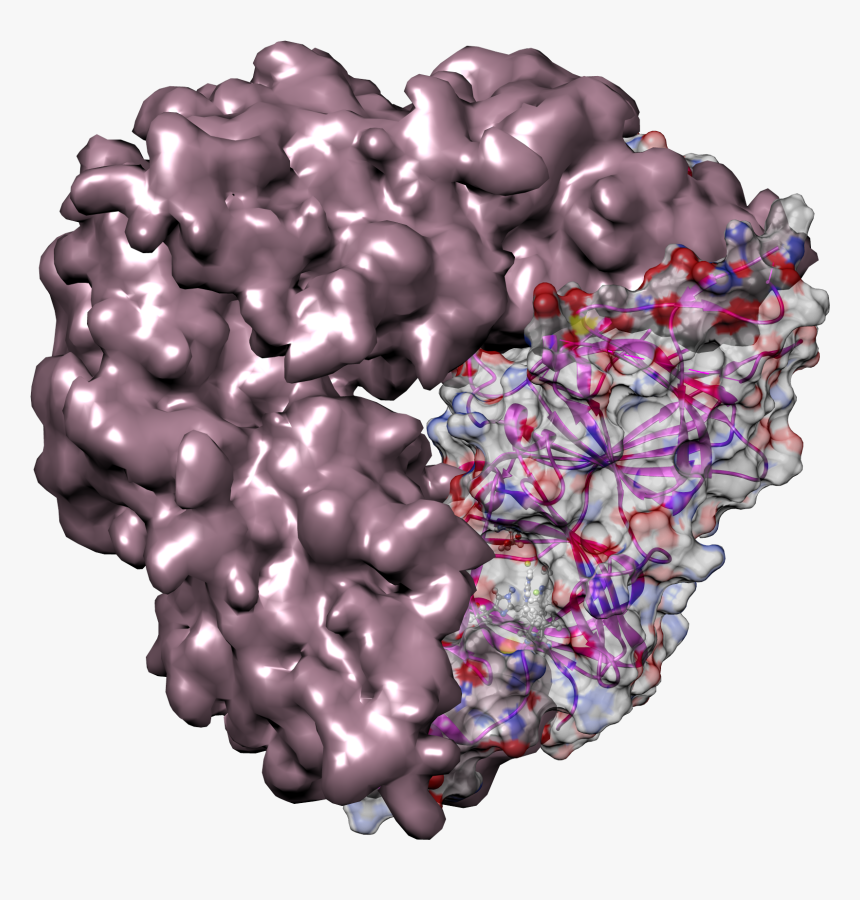 Crystal Structure Of Pumpkin Seed Globulin - Globuliny, HD Png Download