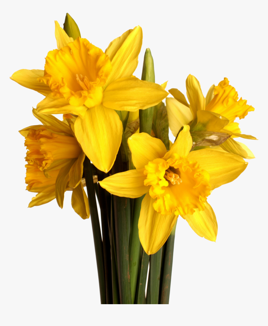 Spring Flower Bouquet Png - Daffodil, Transparent Png