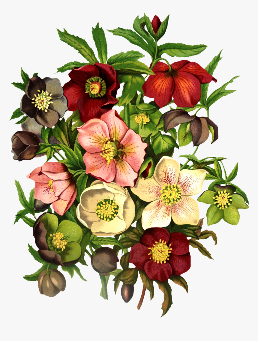 Transparent Free Clipart Spring Flowers, HD Png Download