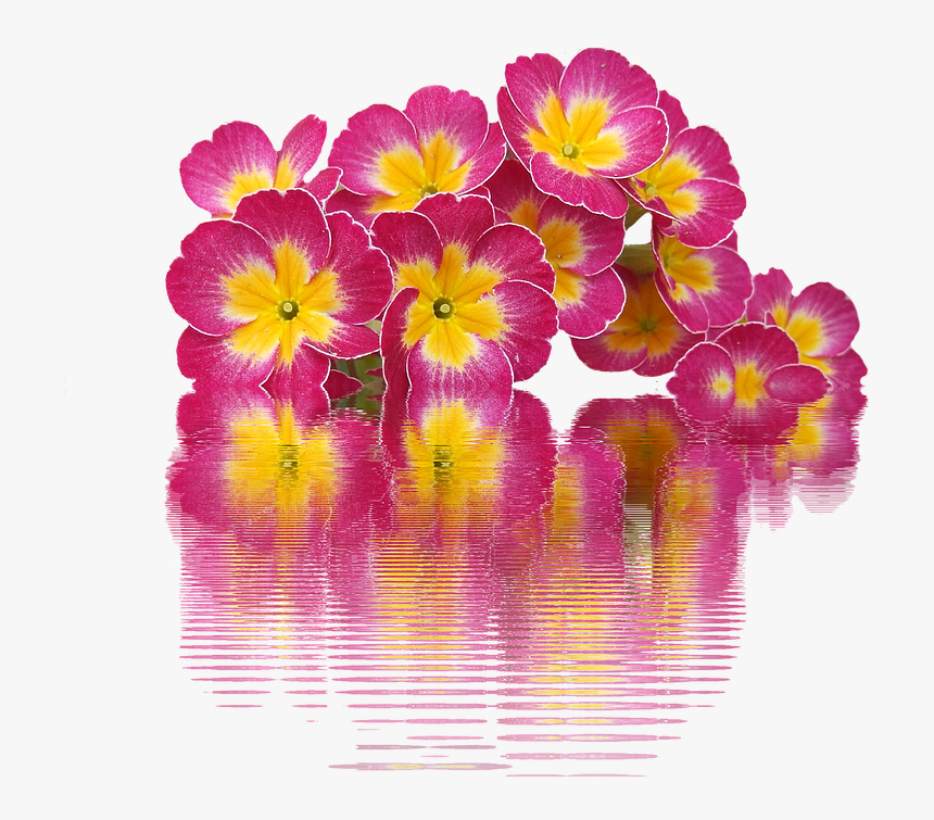 Spring, Primroses, Plant, Primrose, Spring Flowers - Primroses Png, Transparent Png