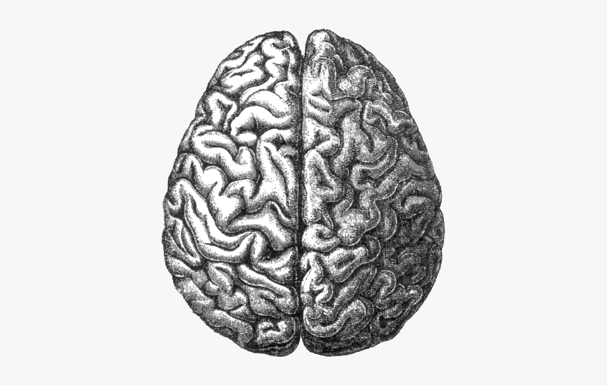 Longitudinal Fissure, HD Png Download