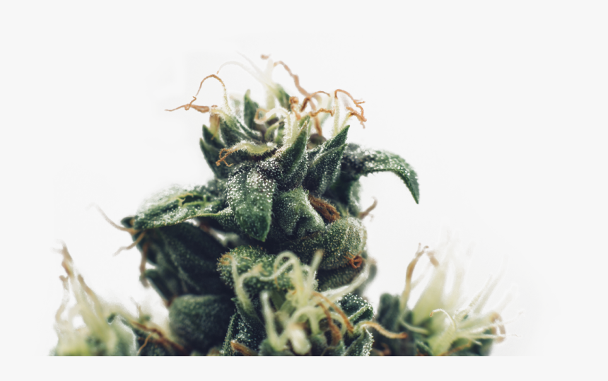 Close Up Weed Png, Transparent Png