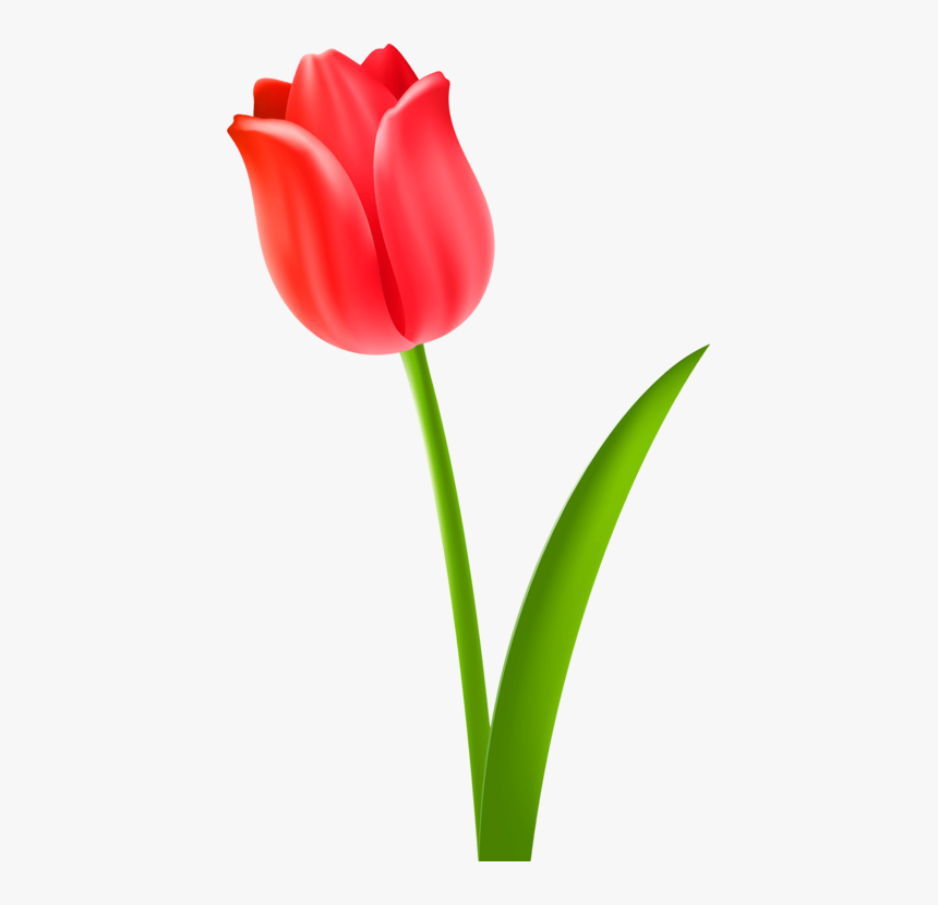 Plant,flower,petal - Red Tulips Flowers Clipart, HD Png Download