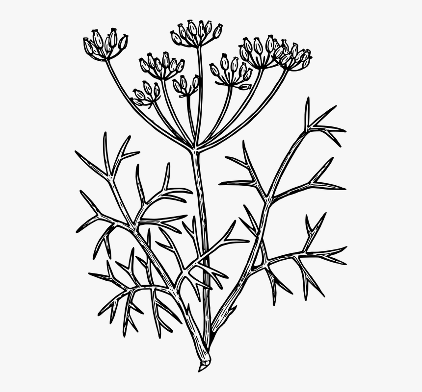 Flower Line Drawing 26, Buy Clip Art - Fennel Drawing, HD Png Download