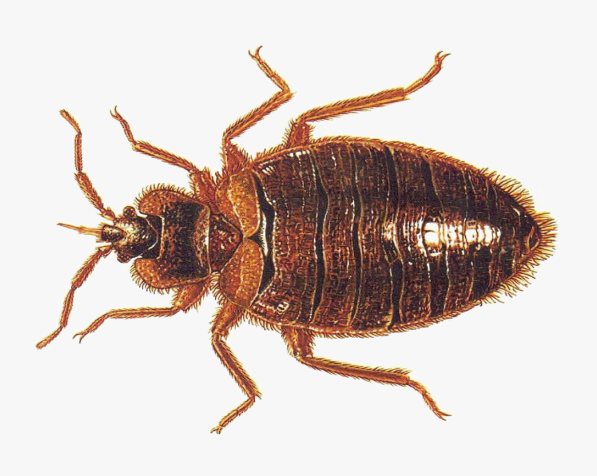 Bed Bug Vs Roach Nymph, HD Png Download