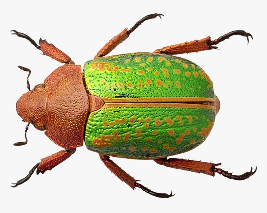 Bug Png Transparent Image - Bug Png, Png Download