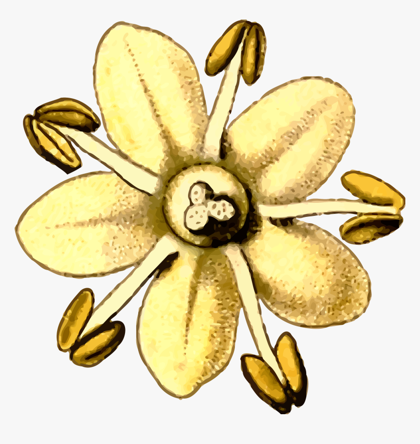 Clip Art Details - Elderflower Clipart, HD Png Download