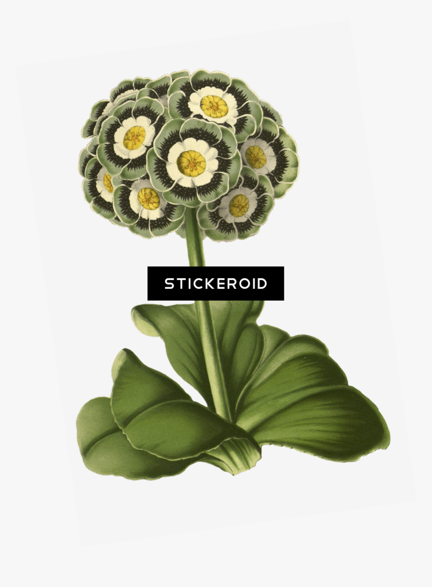 Transparent Flowers Drawing Png - Primrose, Png Download