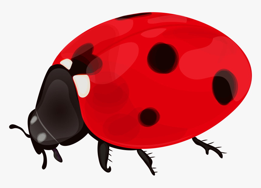 Lady Bugs Png - Portable Network Graphics, Transparent Png