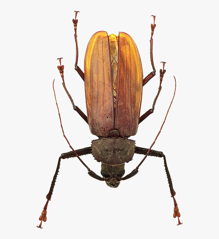 Bug - Beetle Insect, HD Png Download