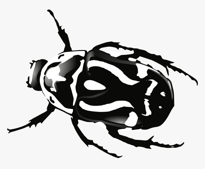 Bug Png, Transparent Png