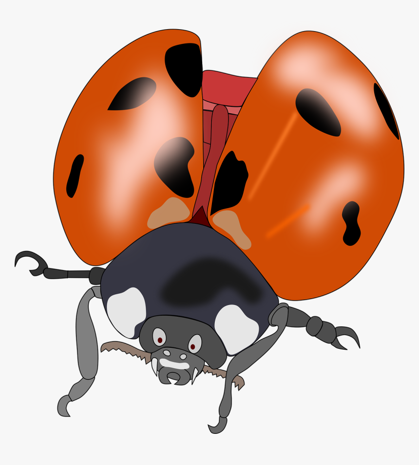 Beetle, Bug, Insect, Lady Bug, Ladybug, Nature - Kumbang Merah Hitam Terbang, HD Png Download